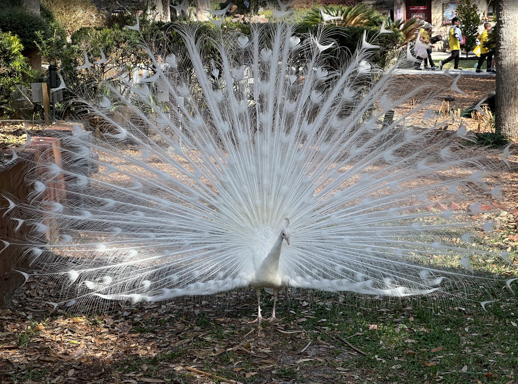White Peacock at Fountain of Youth, St. Augustine